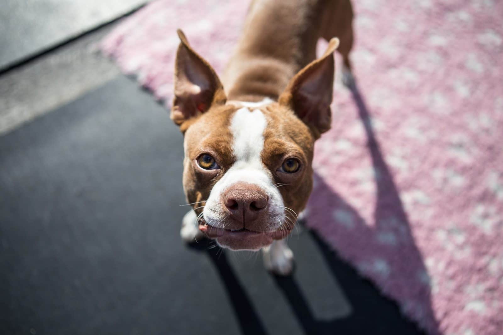 cuantos cachorros suele tener un boston terrier