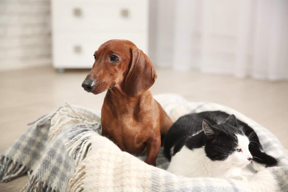 puede un perro comer comida para gatos 1 vez