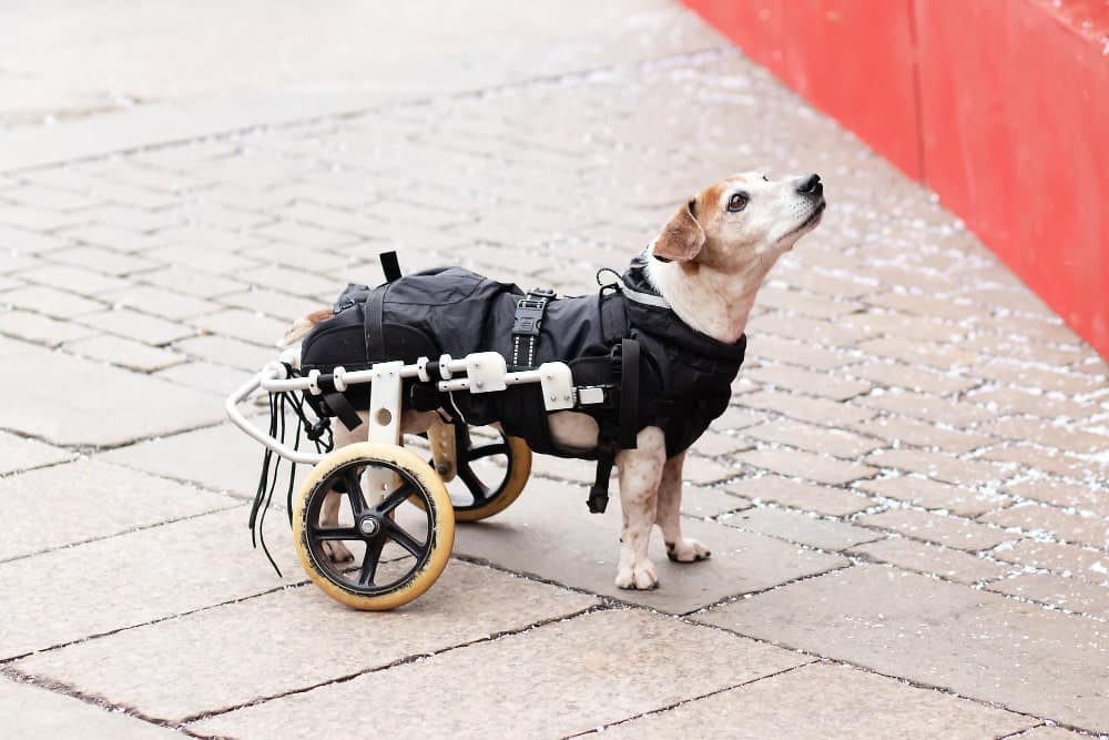 Cómo hacer un carrito para perro paralítico? - Perros siempre en movimiento
