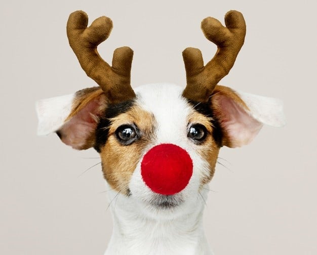 como se consigue un cachorro para navidad