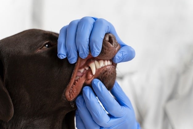 como elimino el sarro de los dientes de mi perro