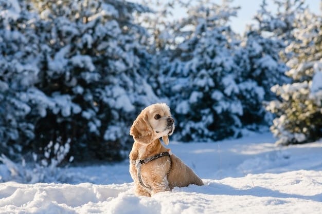 puedo sacar a mi perro a la nieve