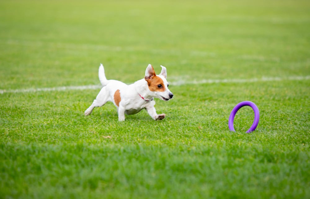 como enseñar a tu perro a jugar frisbee