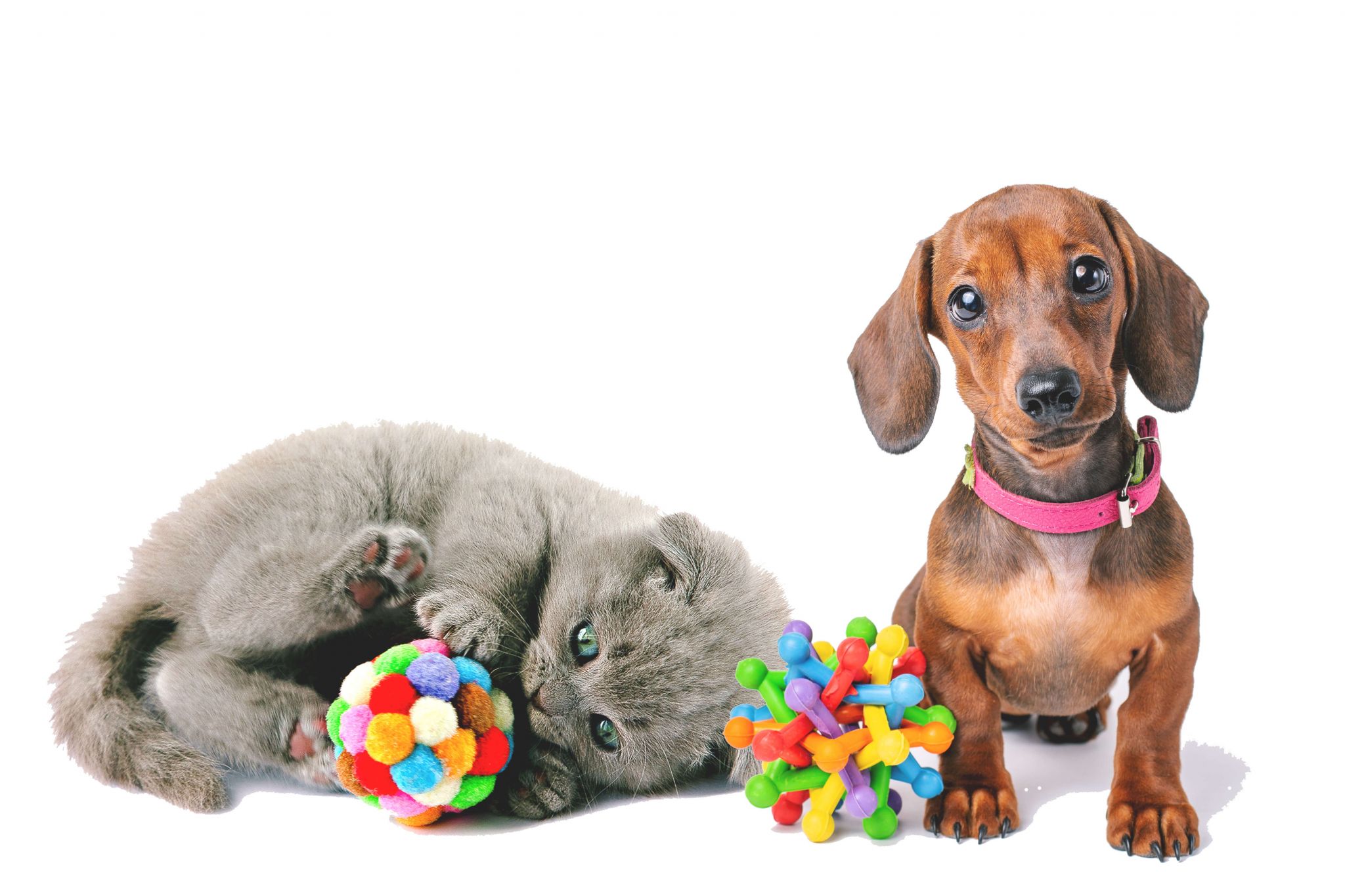Diferencias entre los juguetes de perros y gatos - Aon