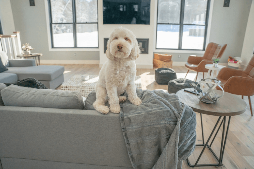 un perro puede vivir en un piso