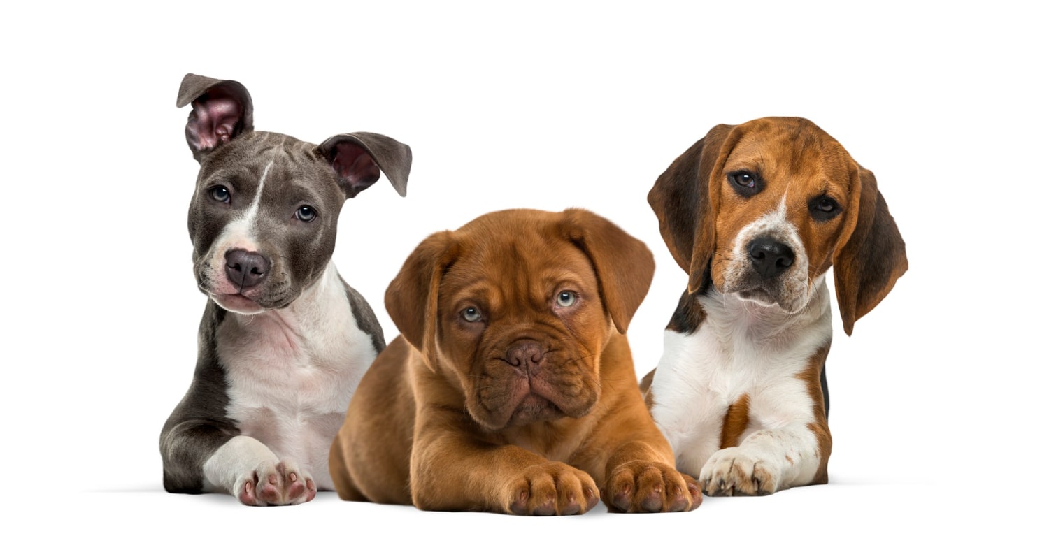 7 cosas que hay que saber antes de contratar un seguro para perros