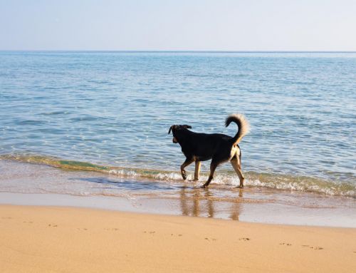 Las mejores playas para perros en España 2024