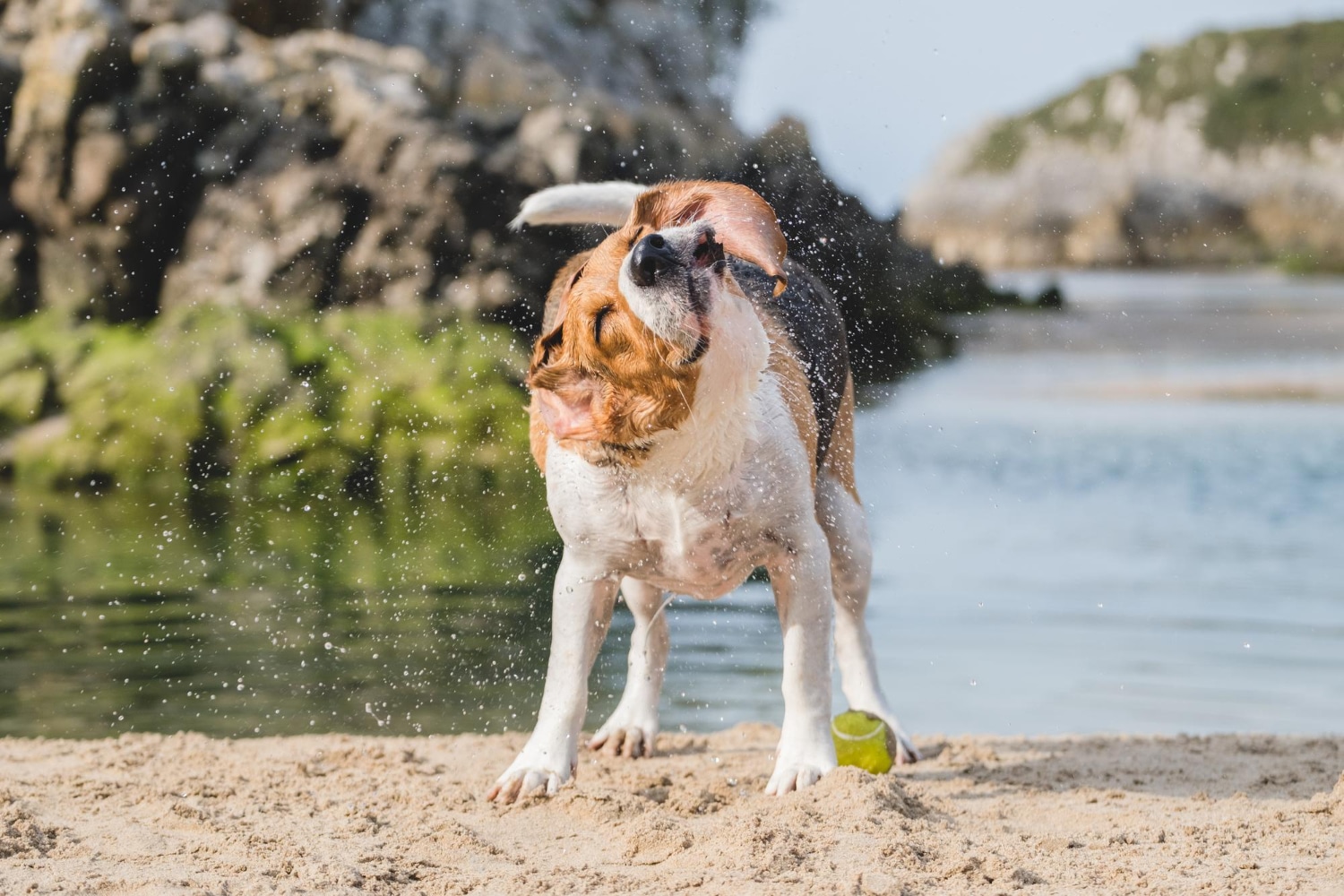 playa para perros