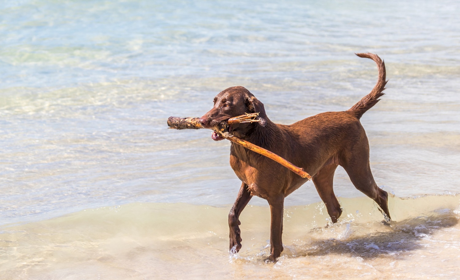 playa para perros girona