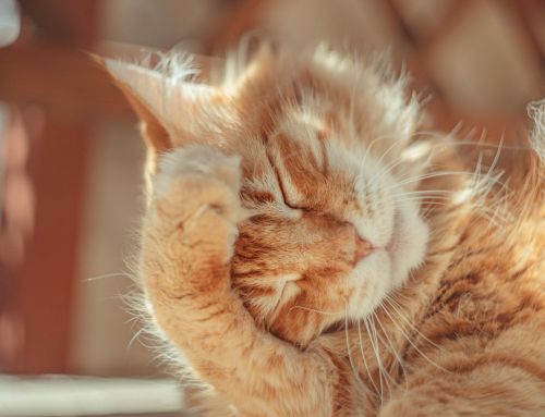 6 consejos si tu gato pasa calor en verano